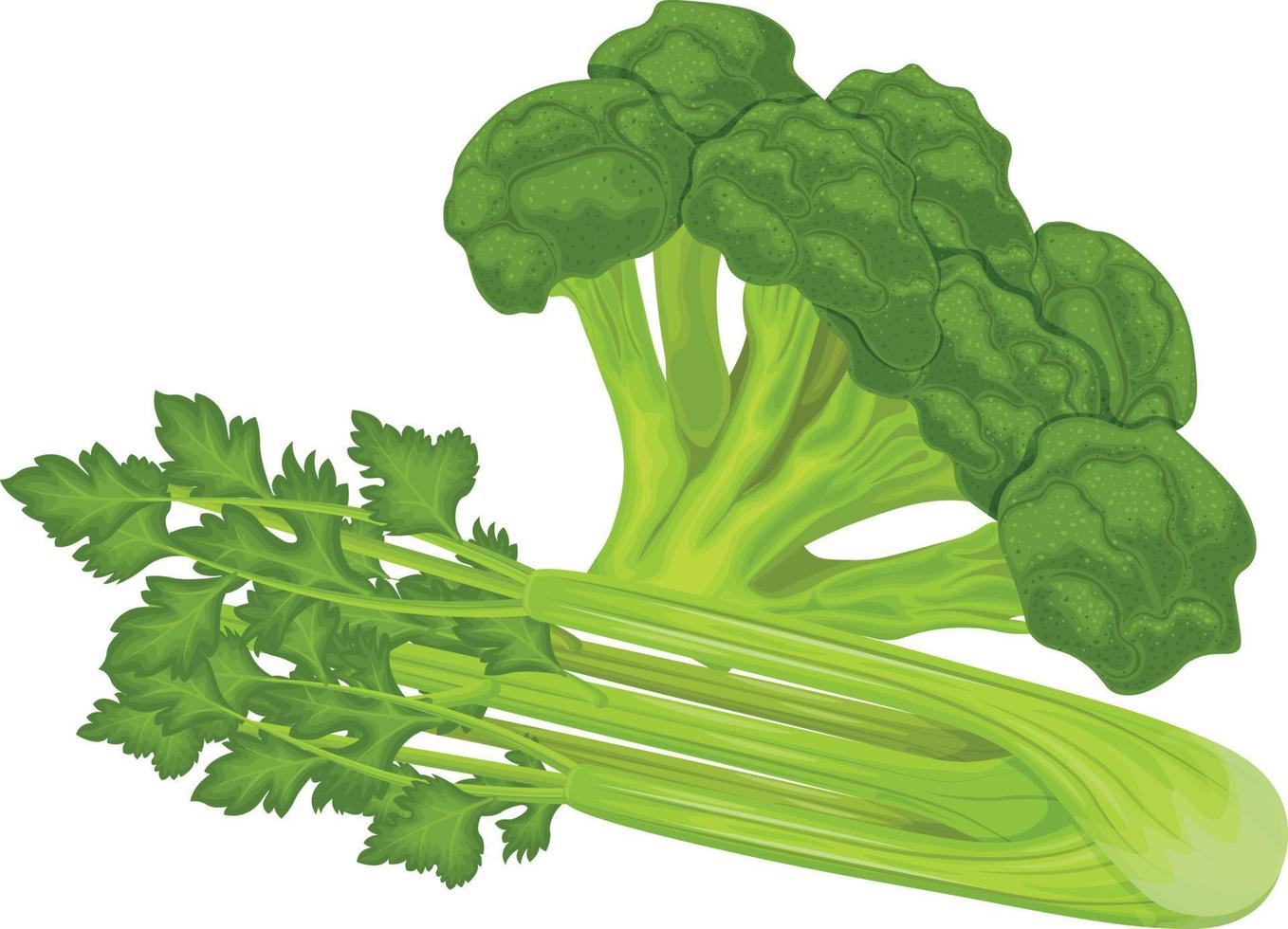 broccoli en selderij. vers groen groenten. vitamine vegetarisch producten. rijp selderij en broccoli. vector illustratie