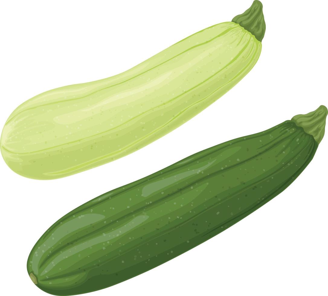 courgette. beeld van gesneden courgette. vegetarisch groente van de tuin. boerderij groenten. vector illustratie geïsoleerd Aan een wit achtergrond