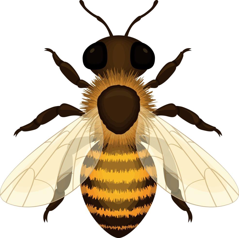 bij. beeld van een realistisch werken honing bij. bij, top visie. vector illustratie geïsoleerd Aan een wit achtergrond
