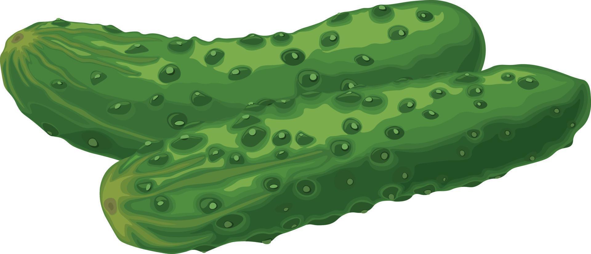 groen komkommer. beeld van een rijp groen komkommer. groen vegetarisch Product. vector illustratie geïsoleerd Aan een wit achtergrond