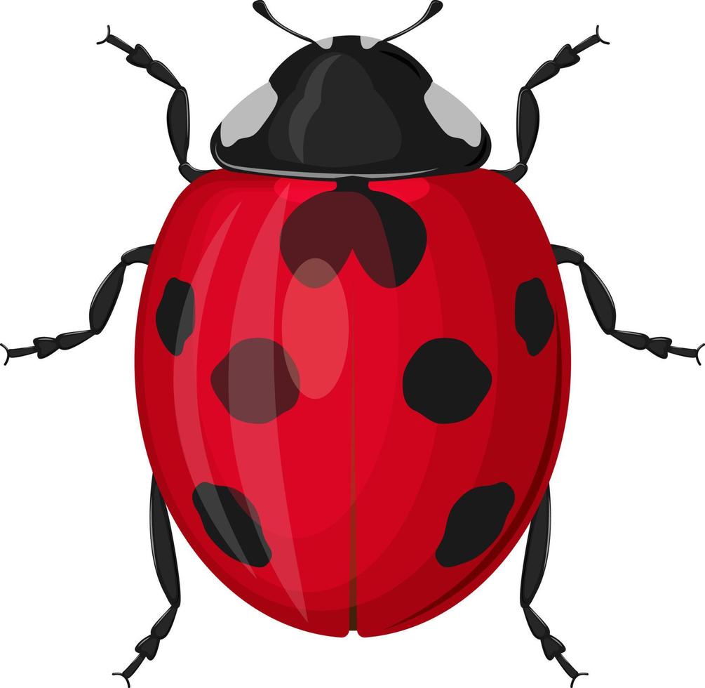 schattig rood lieveheersbeestje top visie. vector illustratie geïsoleerd Aan wit achtergrond.
