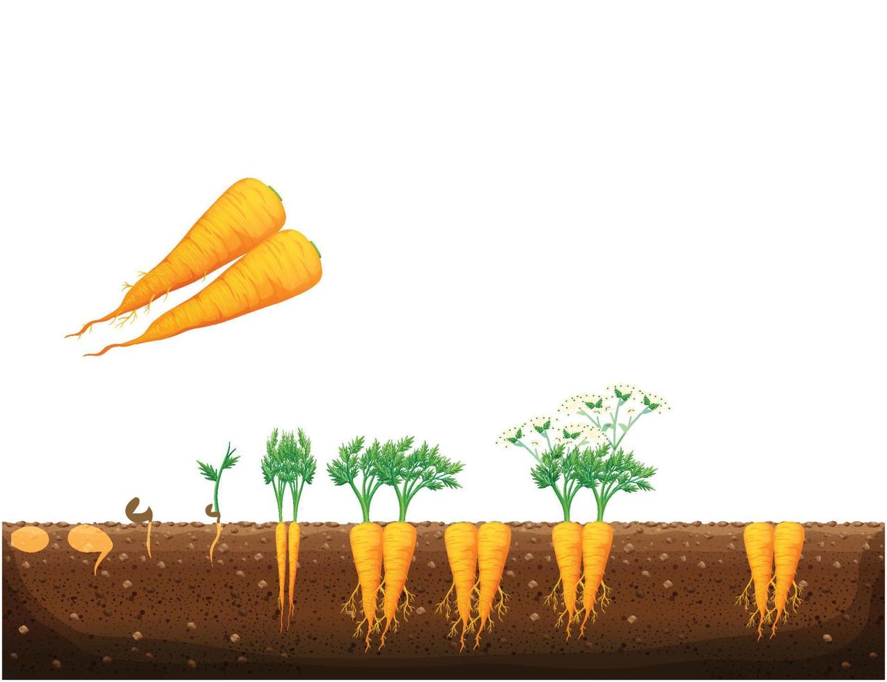 wortel fabriek groei stadia, de groeit werkwijze van wortel van zaden, spruit naar volwassen penwortel, oranje wortels kraan wortel groente plantkunde leven fiets. oogst teelt en ontwikkeling vector