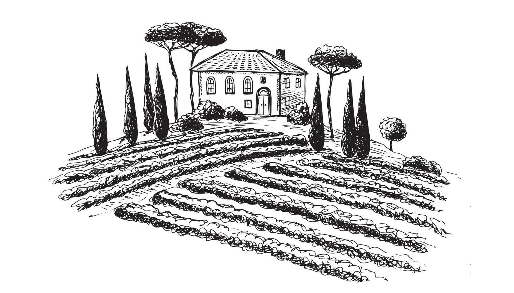 wijngaard plantage landschap. hand getekende vectorillustratie. vector