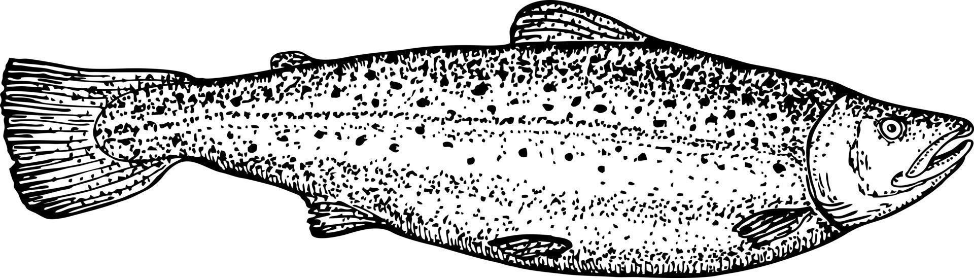 kleur schetsen van Zalm. hand- getrokken vector illustratie van vis geïsoleerd. retro stijl