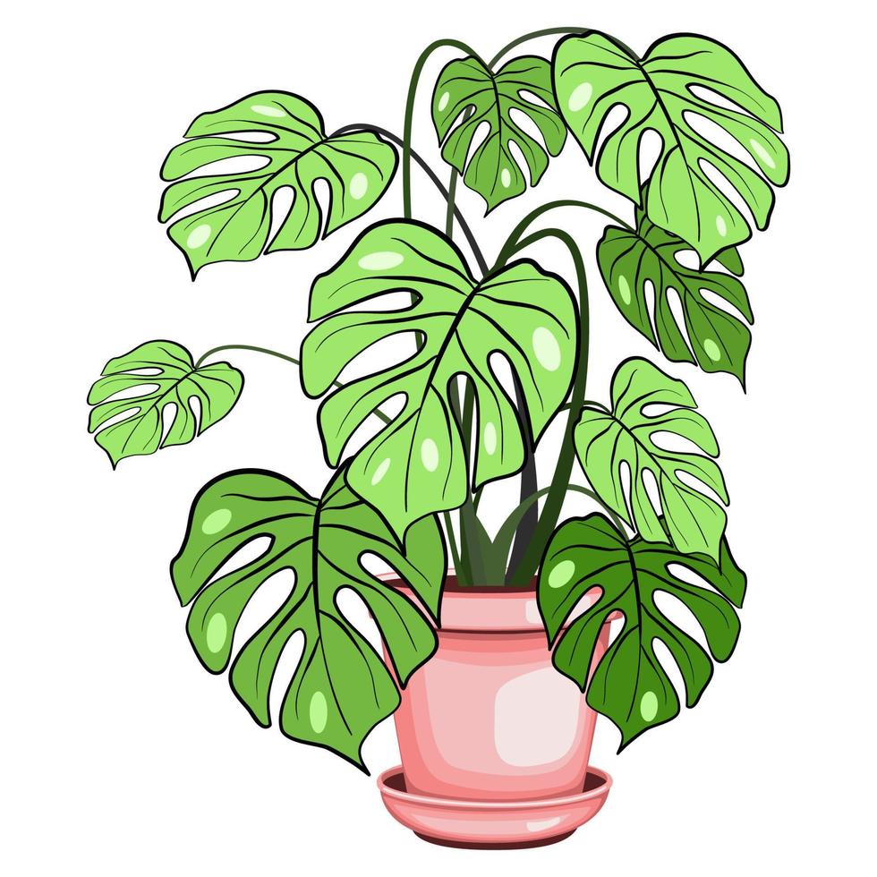 monstera kamerplant in de keramisch pot vector