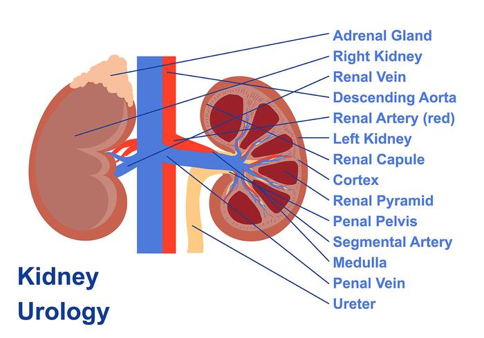 Urologie Poster Vector