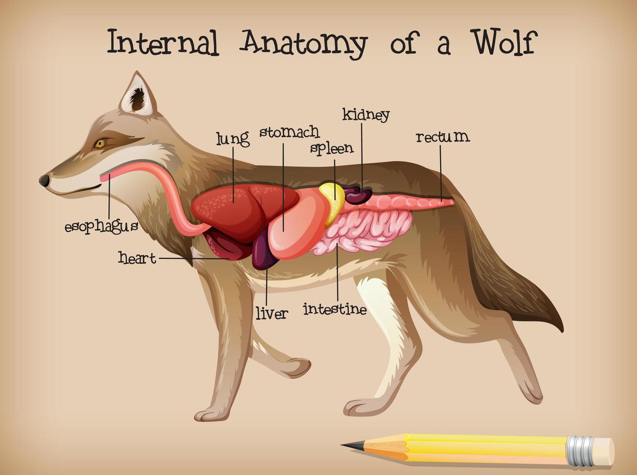 interne anatomie van een wolf vector