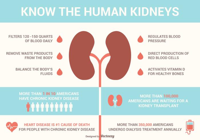 Nieren Facts and Diseases Vector Infographics