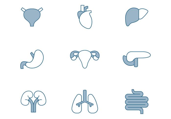 Menselijke Organen Icons vector