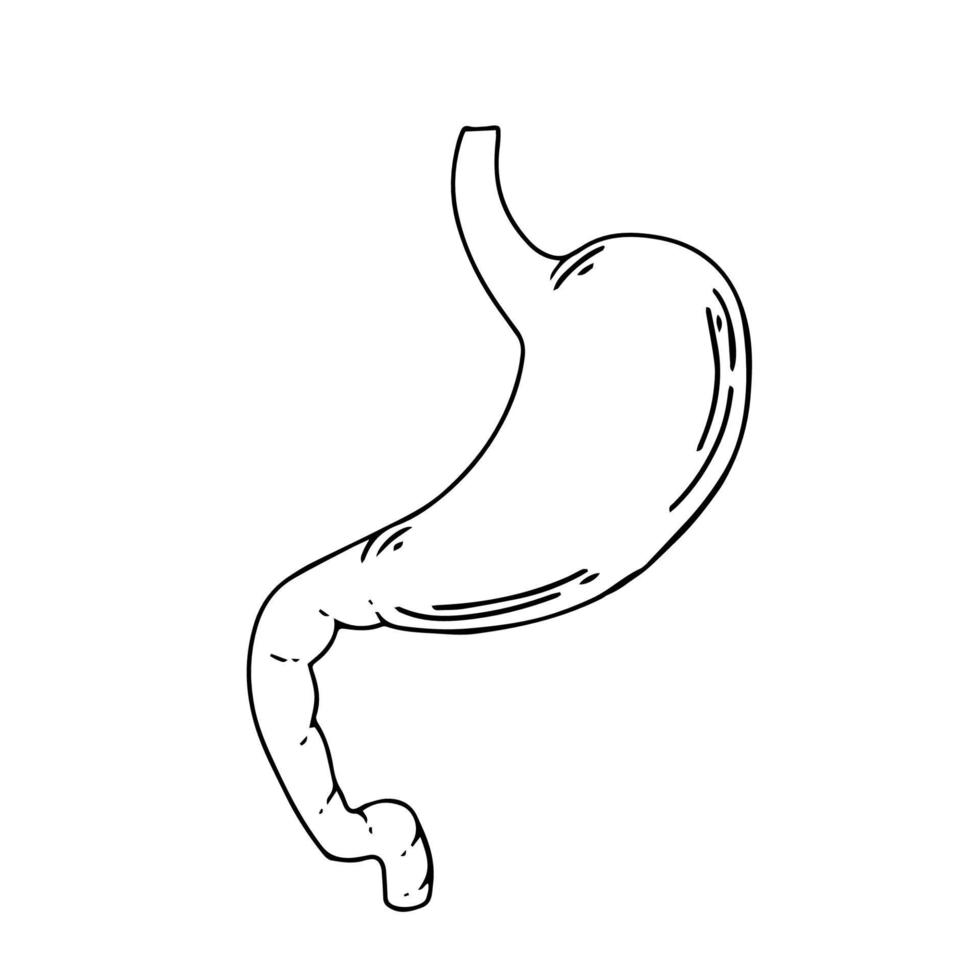 menselijk maag. intern orgaan, anatomie. vector tekenfilm vlak icoon illustratie geïsoleerd Aan wit achtergrond.
