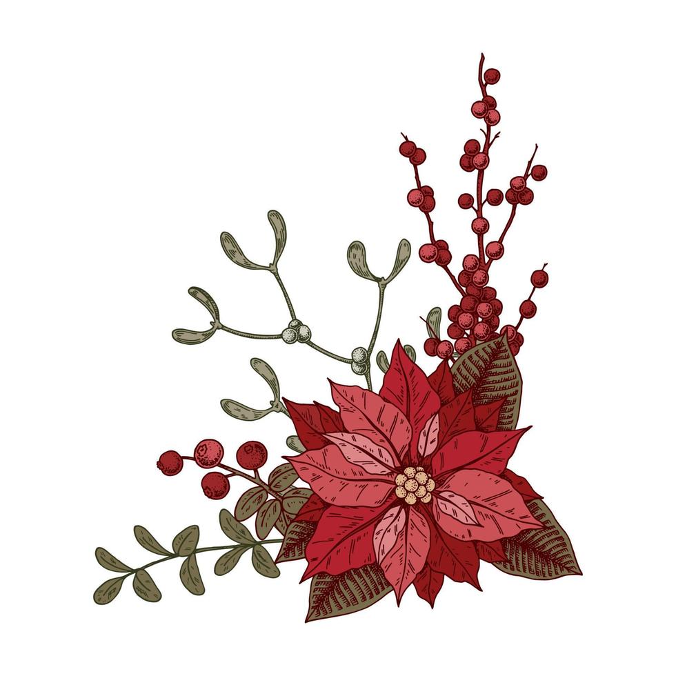 Kerstmis plantkunde samenstelling met kerstster bloem en maretak. vector illustratie in schetsen stijl geïsoleerd Aan wit achtergrond