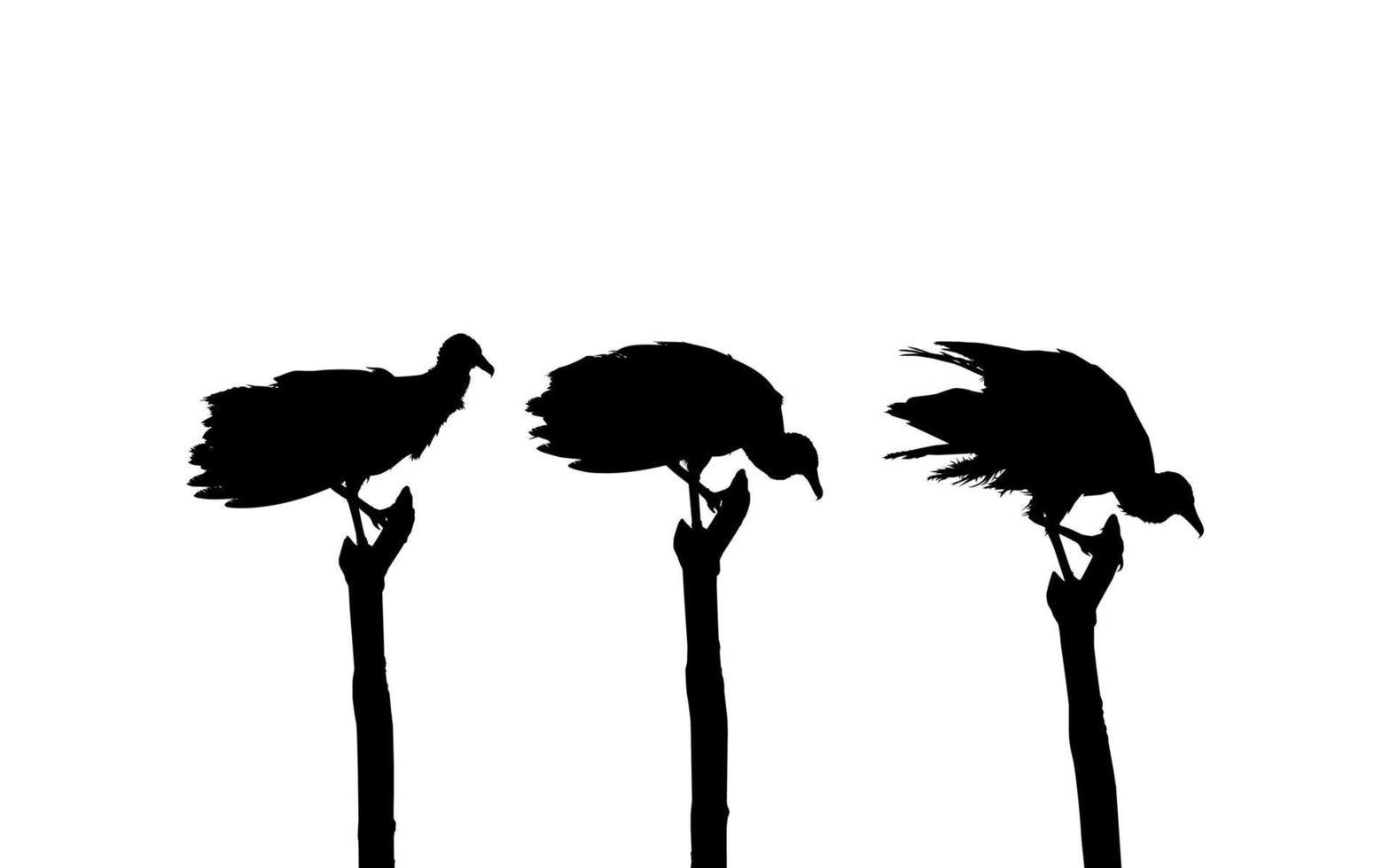 silhouet van de kudde van de zwart gier vogel, gebaseerd Aan mijn fotografie net zo beeld referentie, plaats in nickerie, surinaams, zuiden Amerika. vector illustratie