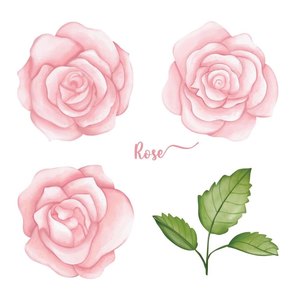 roos hand- getrokken illustratie set, liefde en Valentijn elementen, waterverf Valentijn elementen vector