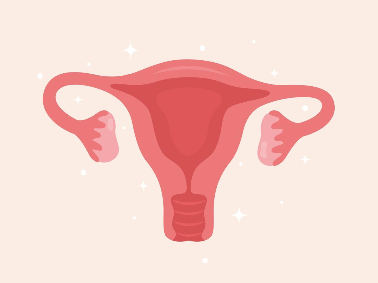 baarmoeder. vrouw voortplantings- Gezondheid illustratie. gynaecologie. anatomie. vector illustratie.