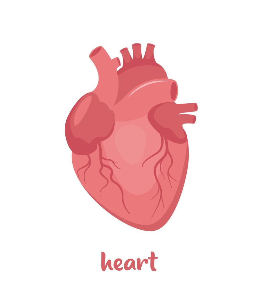 menselijk hart. de hart met de veneus systeem. anatomie. menselijk intern orgaan. vector illustratie in vlak stijl geïsoleerd Aan wit achtergrond.