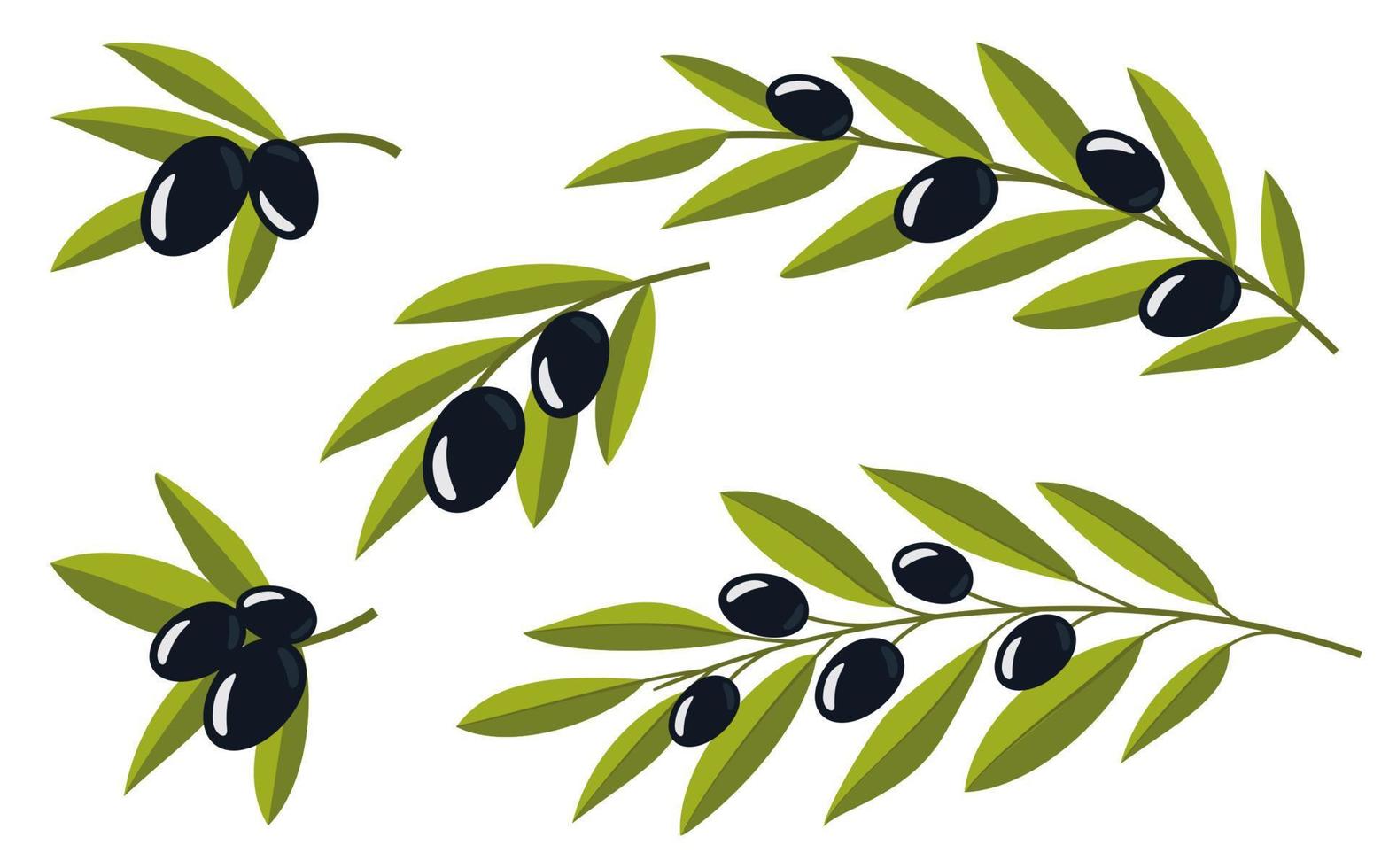 reeks van olijven. olijf- takken. zwart takken van olijven voor ontwerp van natuurlijk cosmetica, olijf- olie, geneesmiddel. organische stoffen voor een gezond levensstijl. vector illustratie.