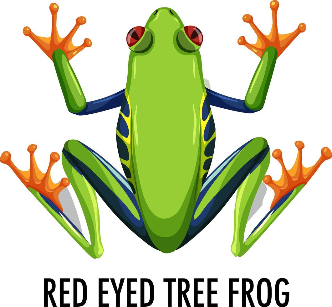 rode eyed boomkikker geïsoleerd op een witte achtergrond vector