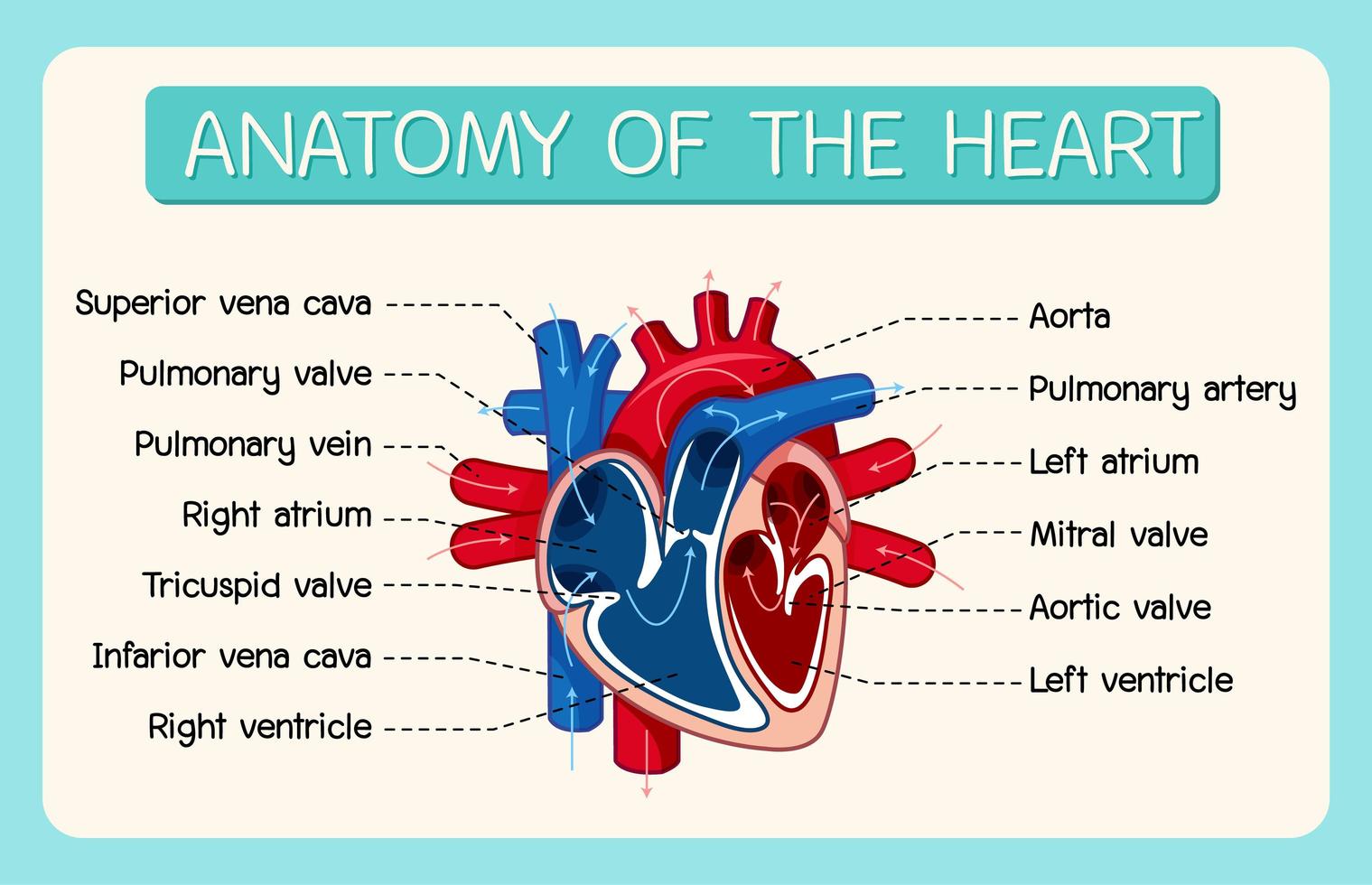 informatie poster van menselijk hart diagram vector