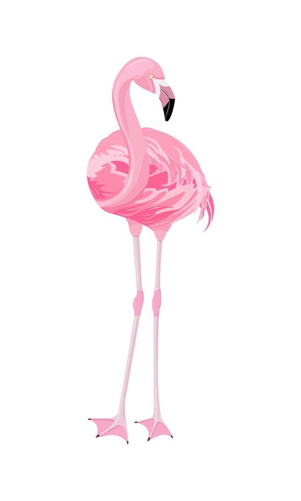 roze flamingo in vol groei, gemarkeerd Aan een wit achtergrond, voorkant visie, looks Rechtdoor, een beetje draaide zich om nek, helder veren. het drukken Aan ieder oppervlakte vector