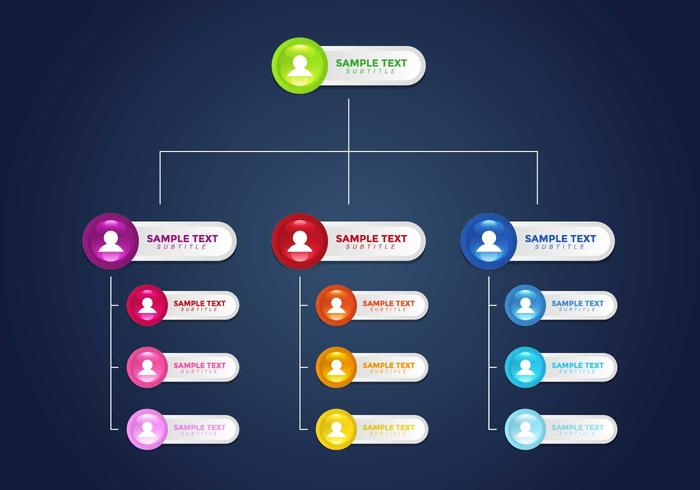 Org chart infographic vector