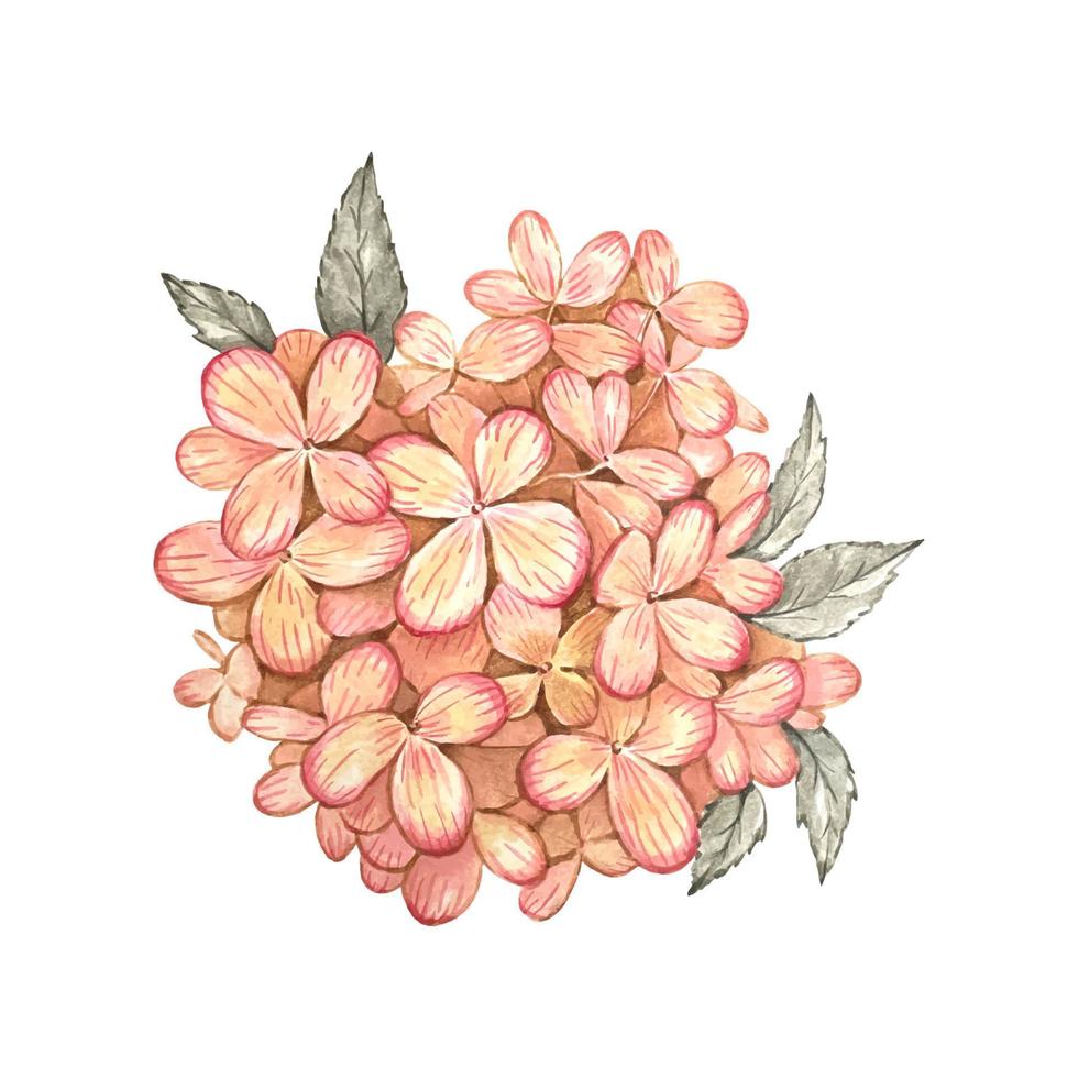 hortensia bloemen. waterverf illustratie geïsoleerd vector