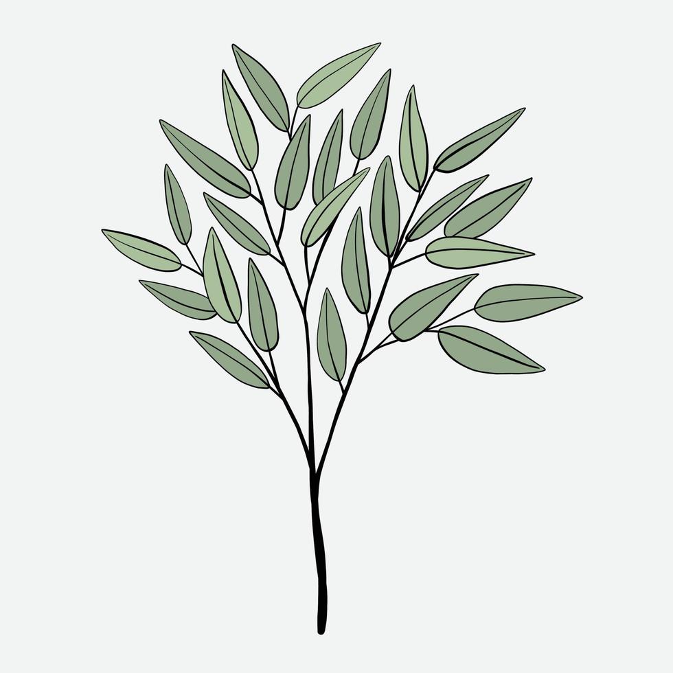 uit de vrije hand tekening van eucalyptus Afdeling. vector