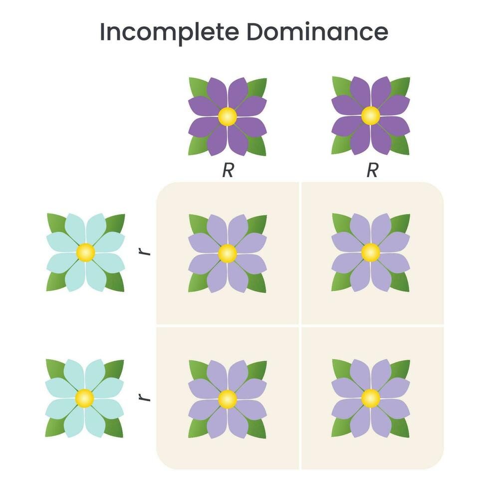 incompleet dominantie genoom wetenschappen leerzaam vector illustratie infographic