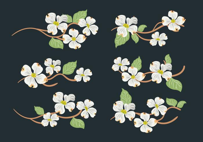 Dogwood Flower Vector Collectie