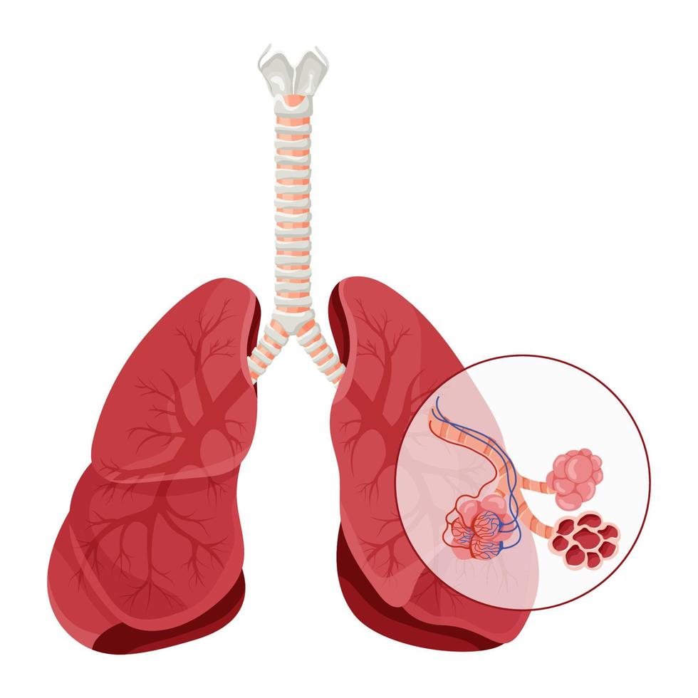 longen anatomie met gedetailleerd longblaasjes structuur vector