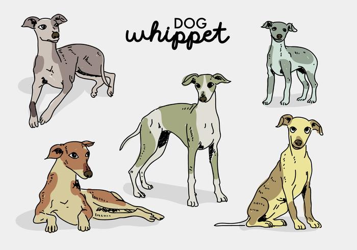 Whippet Dog Pose Hand Getrokken Vector Illustratie