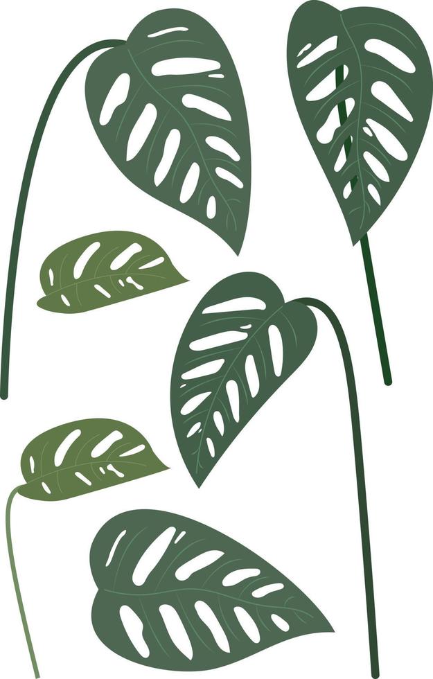 monstera adansonii fabriek indor outdor huis vector