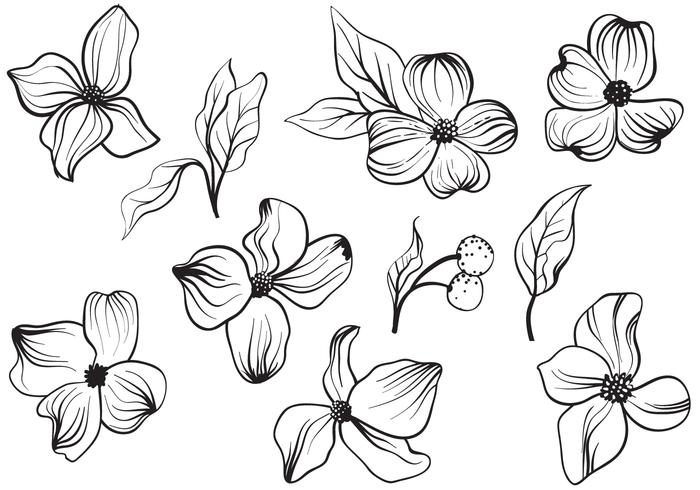 Gratis Vintage Dogwood Bloemenvectoren vector