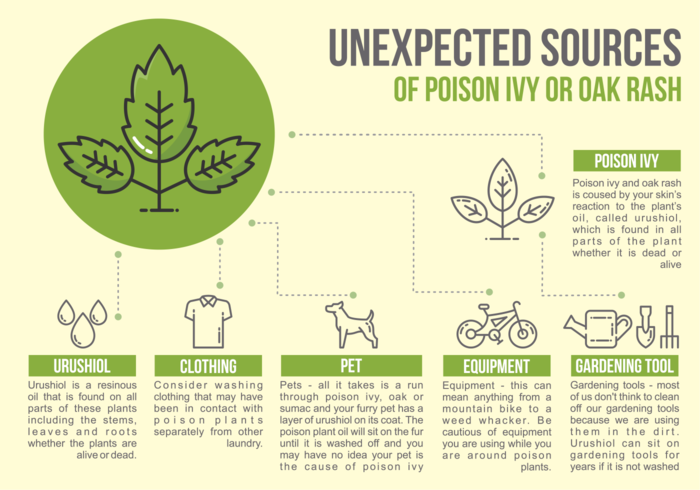 Poison ivy infographic vector