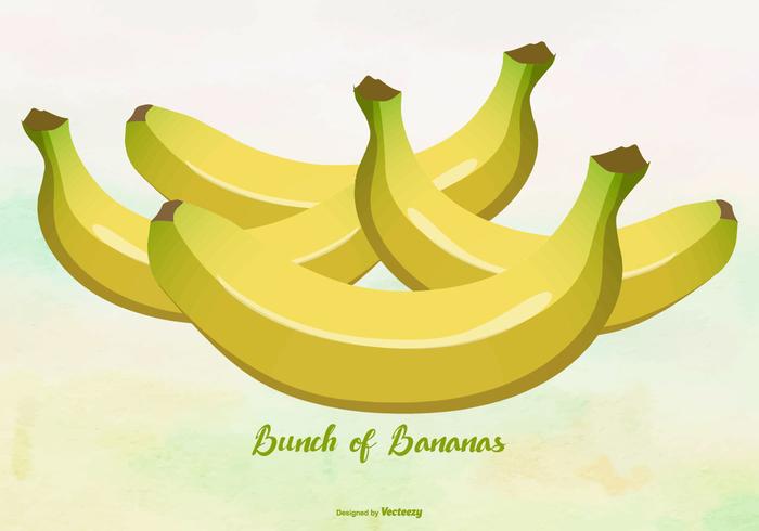 Gele Bananen / Plantain Illustratie vector