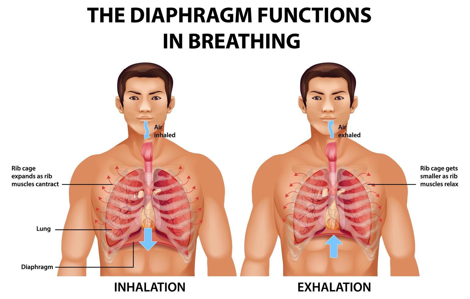 het diafragma functioneert bij het ademen vector
