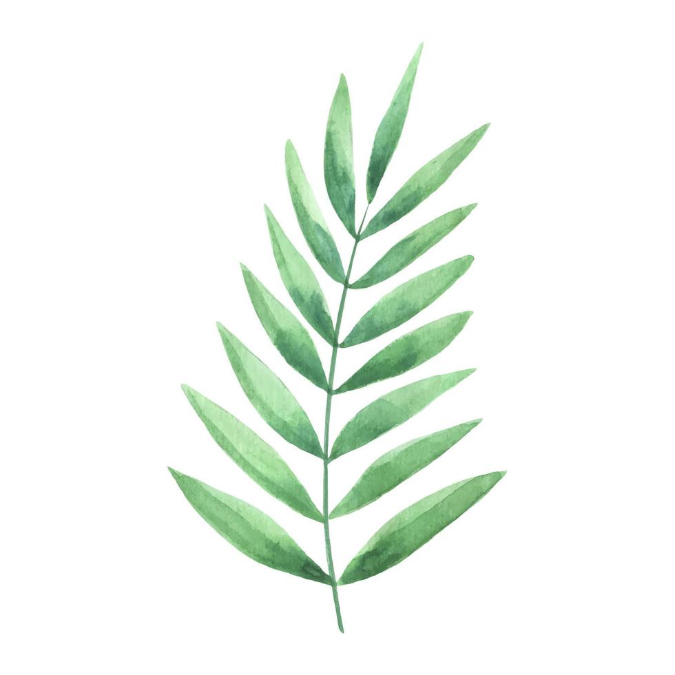 waterverf groen boeket met bladeren en takken. groen blad hand geschilderd geïsoleerd. kan worden gebruikt net zo wezen een element in de decoratief ontwerp van uitnodiging, bruiloft of groet kaarten. vector