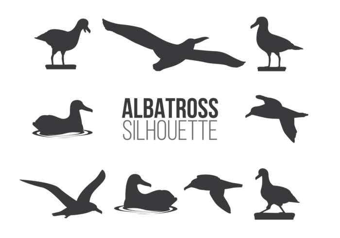 Albatros sillhaouttes vector