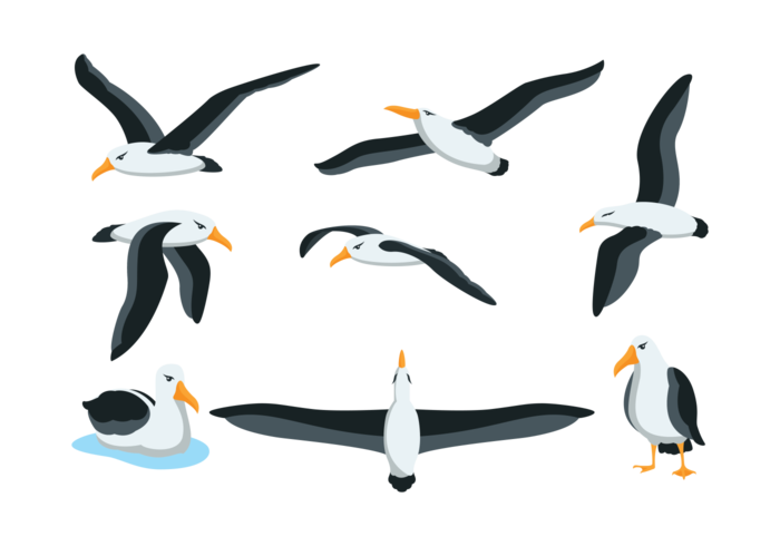 Albatros vector