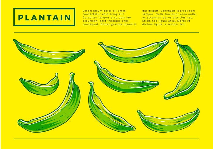 Plantain Hand Tekening Gratis Vector