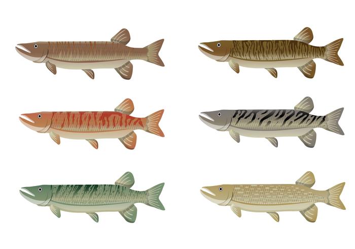 Set Van Muskie Visser Vector