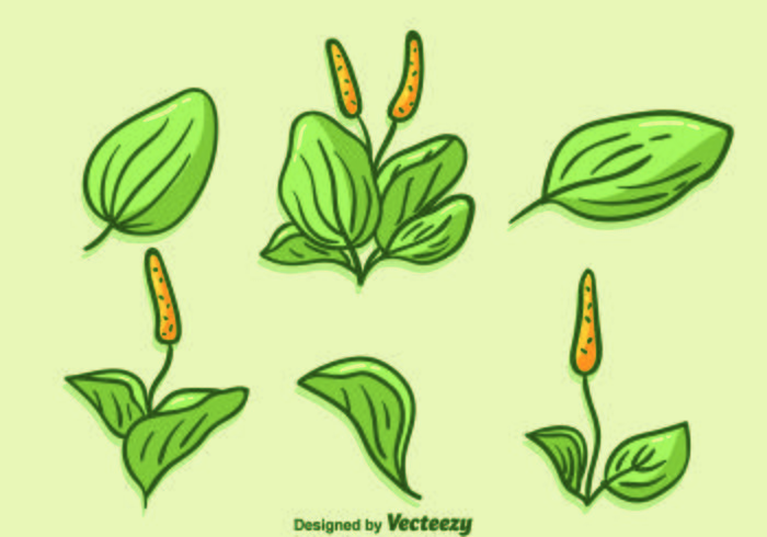 Hand getekende plantain vector