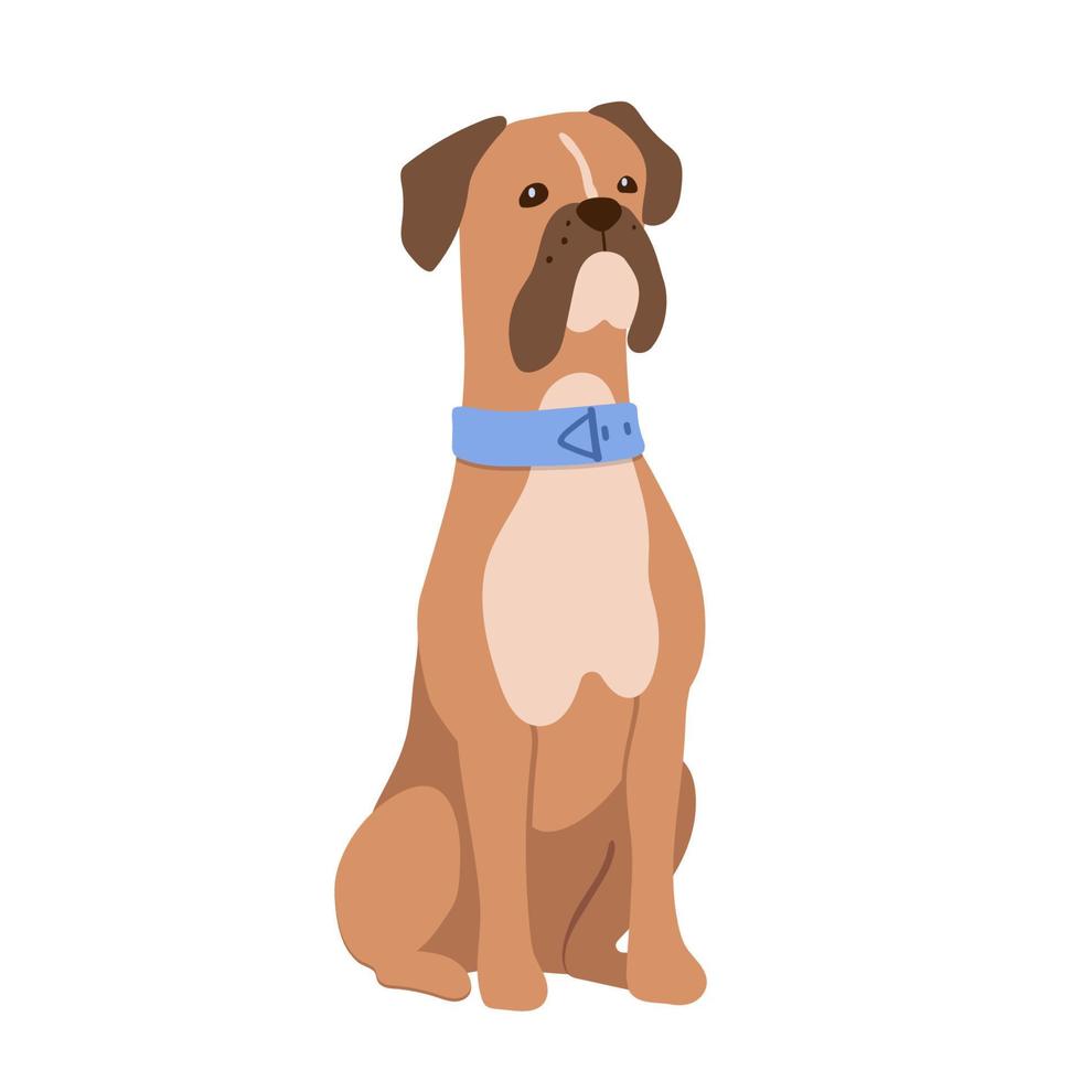 Engels mastiff met blauw halsband. vector vlak illustratie van schattig groot hond geïsoleerd Aan wit