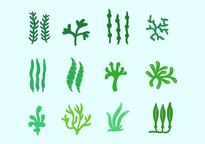 Zeeplanten En Zeewier vector