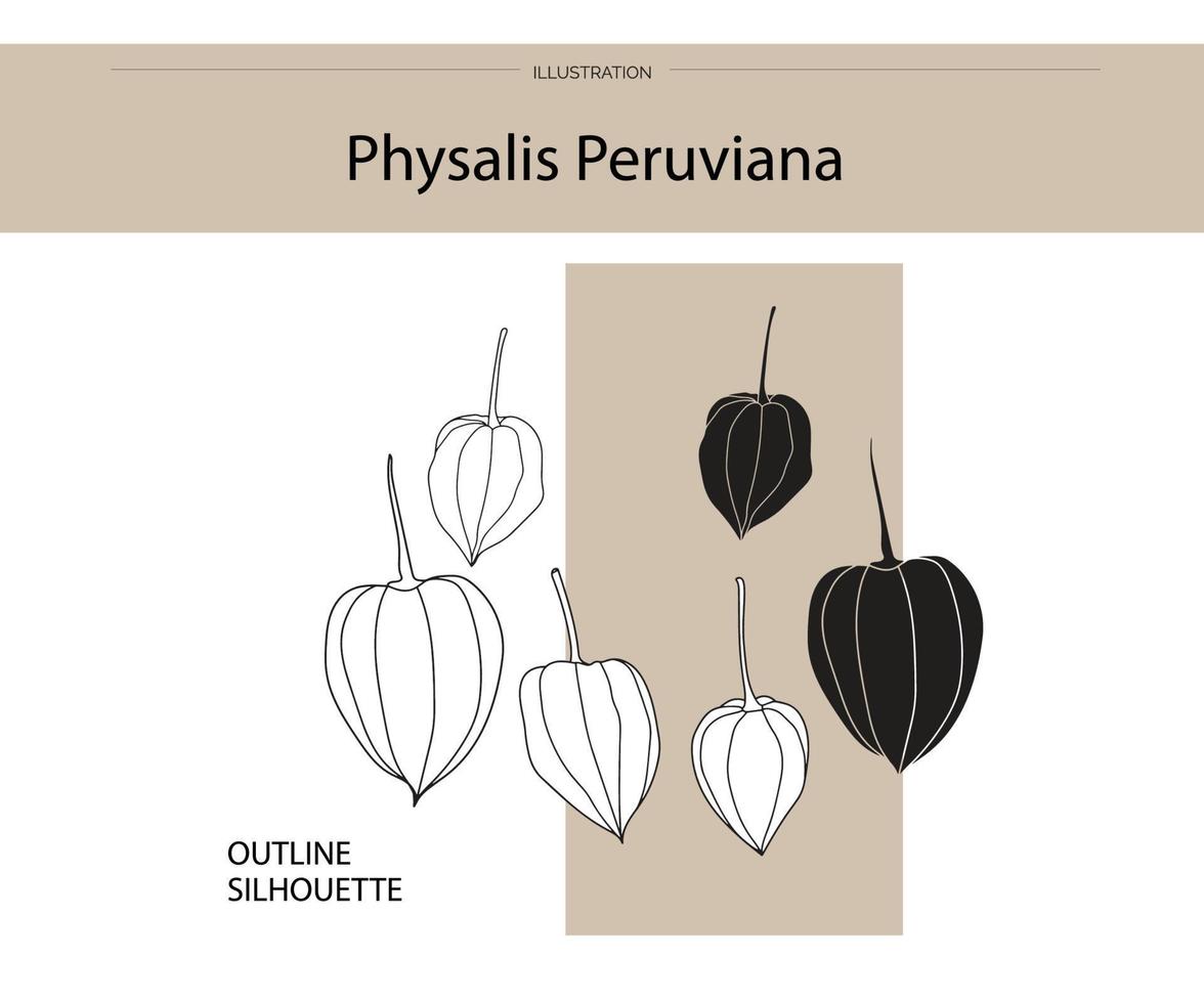 physalis peruviana silhouet vector