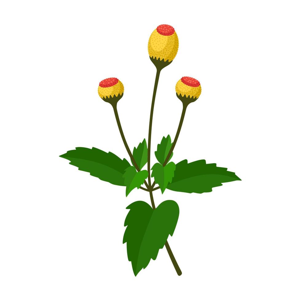 vector illustratie van acmella oleracea, ook gebeld kiespijn plant, szechuan knop, paracress, ophef knop, bloemen en elektrisch madeliefje, geïsoleerd Aan wit achtergrond.