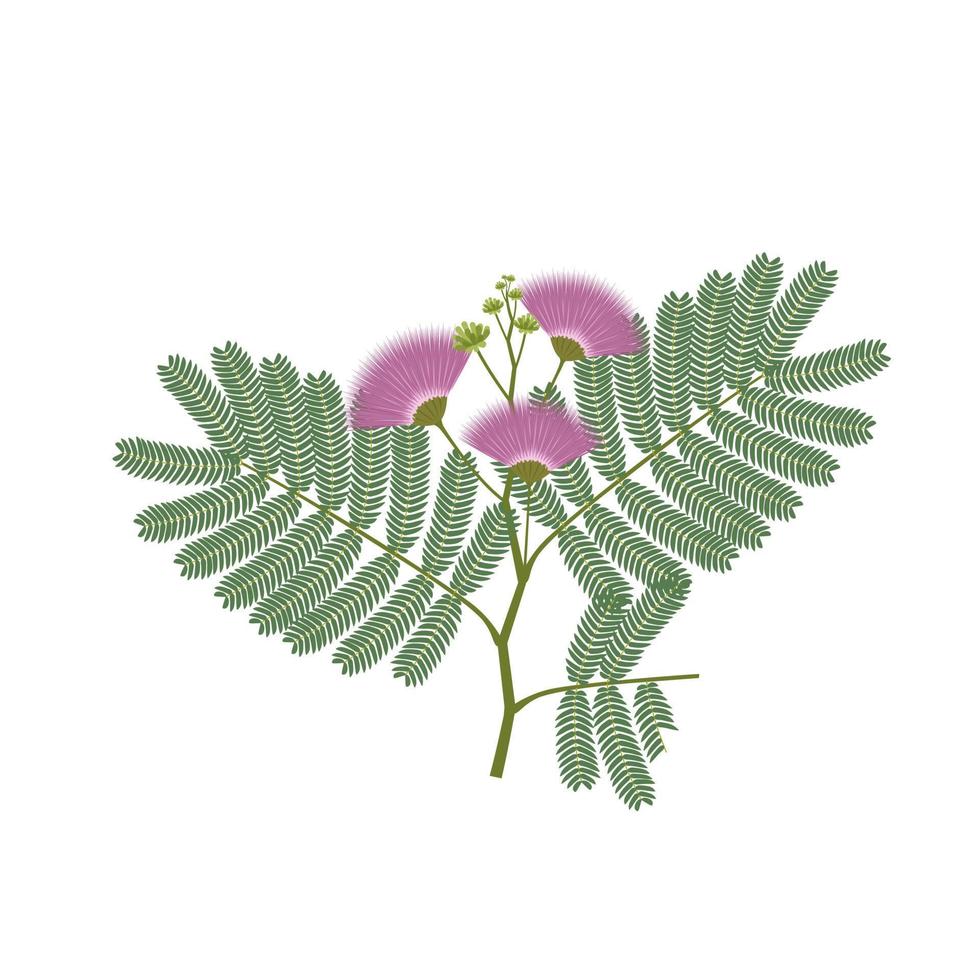 vector illustratie, albasië julibrissin, ook gebeld Perzisch zijde boom, roze zijde boom, of mimosa boom, geïsoleerd Aan wit achtergrond.