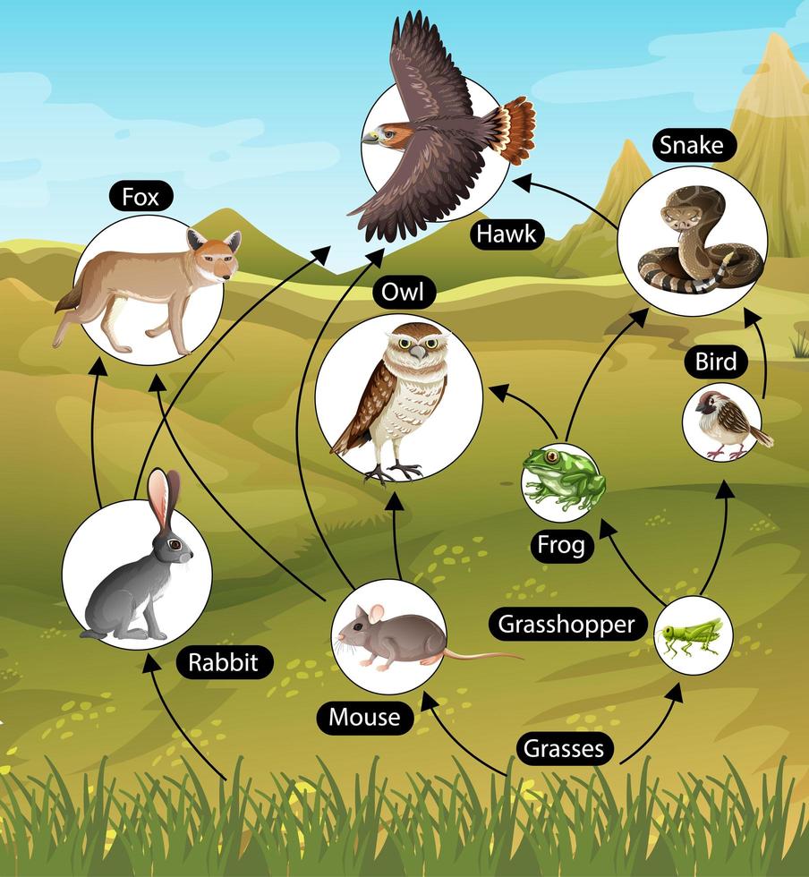 onderwijsaffiche van biologie voor diagram van voedselketens vector