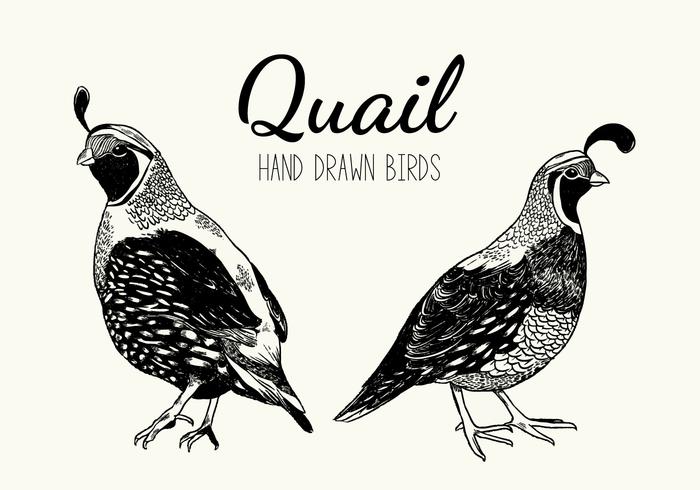 Quail Bird Vector Handdrawn Illustratie