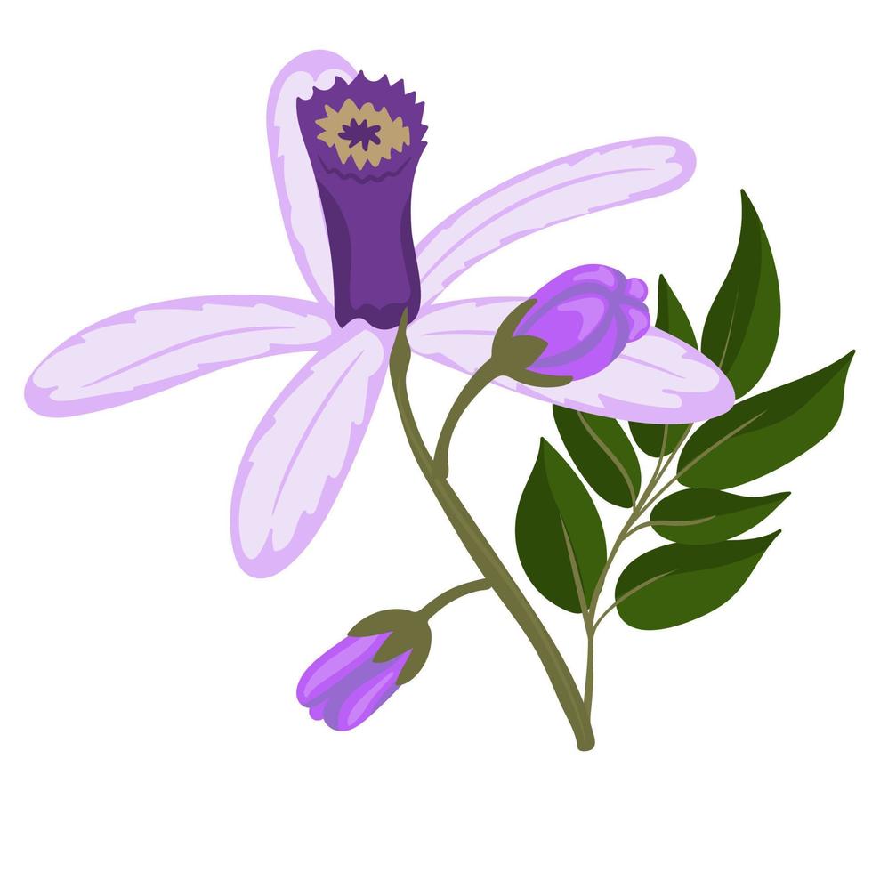 chinaberry bloemen. vector illustratie