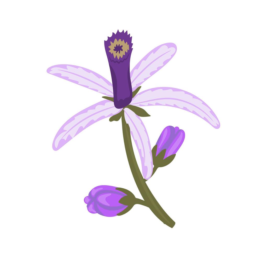 chinaberry bloemen. vector illustratie